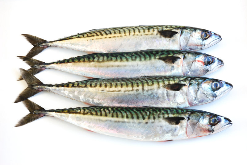 mackerel fish 9272855 1