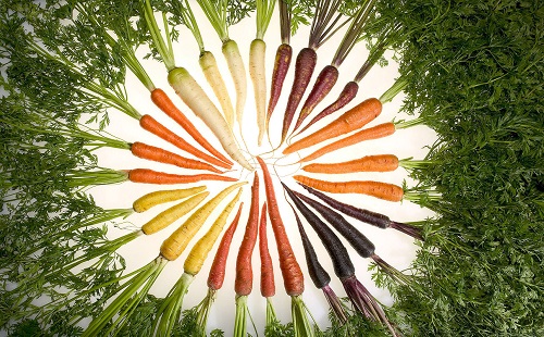 800px Carrots of many colors2