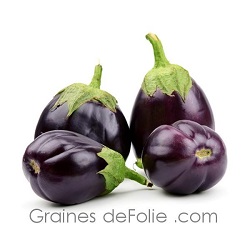 monstrous eggplant from new york bio