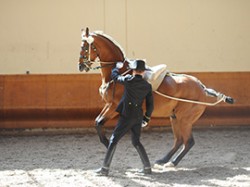 Der Schwarze Rahmen (Nationale Reitschule)